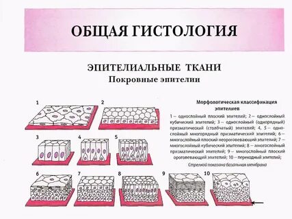 Строение однослойного эпителия