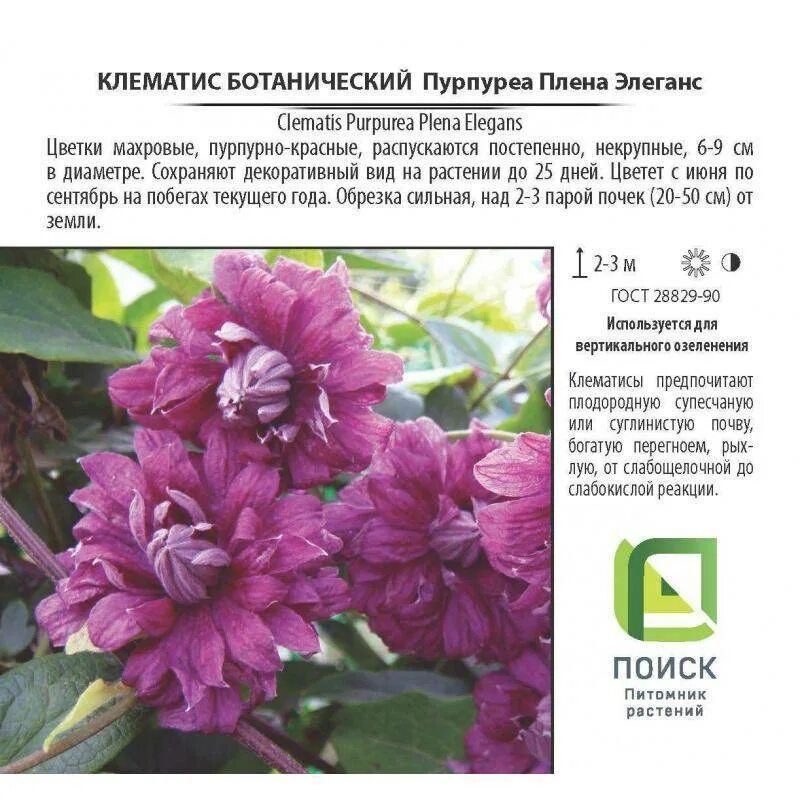 Клематисы Пурпуреа плена. Клематис purpurea Plena elegans. Клематис Пурпуреа клема Элеганс. Клематис (Clematis purpurea Plena elegans). Клематис элеганс описание сорта