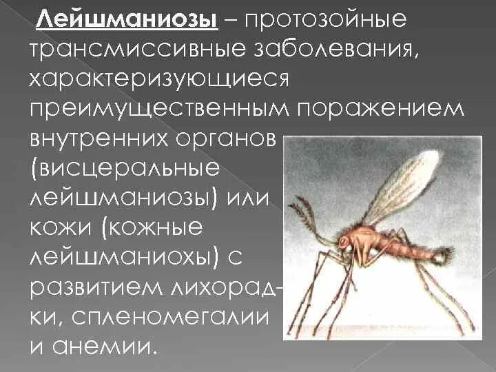 Трансмиссивные заболевания передаются. Трансмиссивные протозойные заболевания. Трансмиссивные болезни человека. Протозойные трансмиссивные заболевания человека. Трансмиссивные паразитарные заболевания.