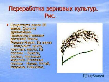 Рис зерновая культура