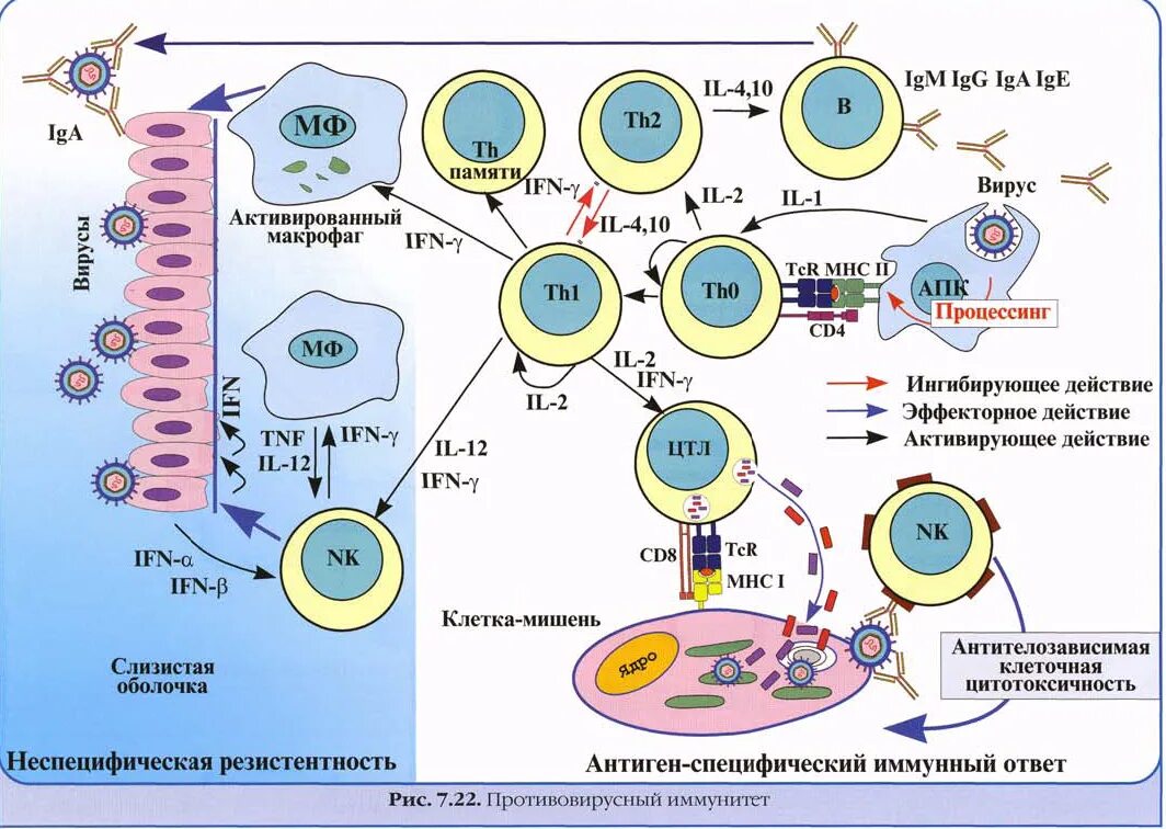 Иммуноглобулины интерфероны. Фазы иммунного ответа схема. Схема формирования иммунного ответа. Механизм иммунного ответа схема. Схема иммунного ответа иммунология.