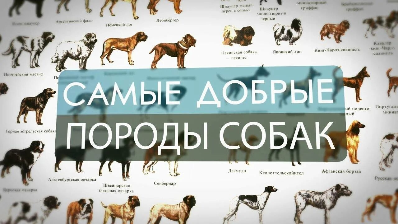 Породы собак в таблице. Плакат породы собак. Породы собак добрые и умные. Американские породы собак с фотографиями и названиями. Рейтинг умных пород