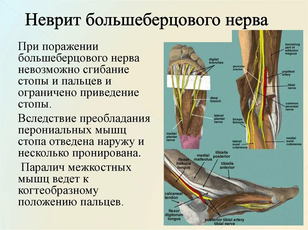 Сколько нервов в ноге