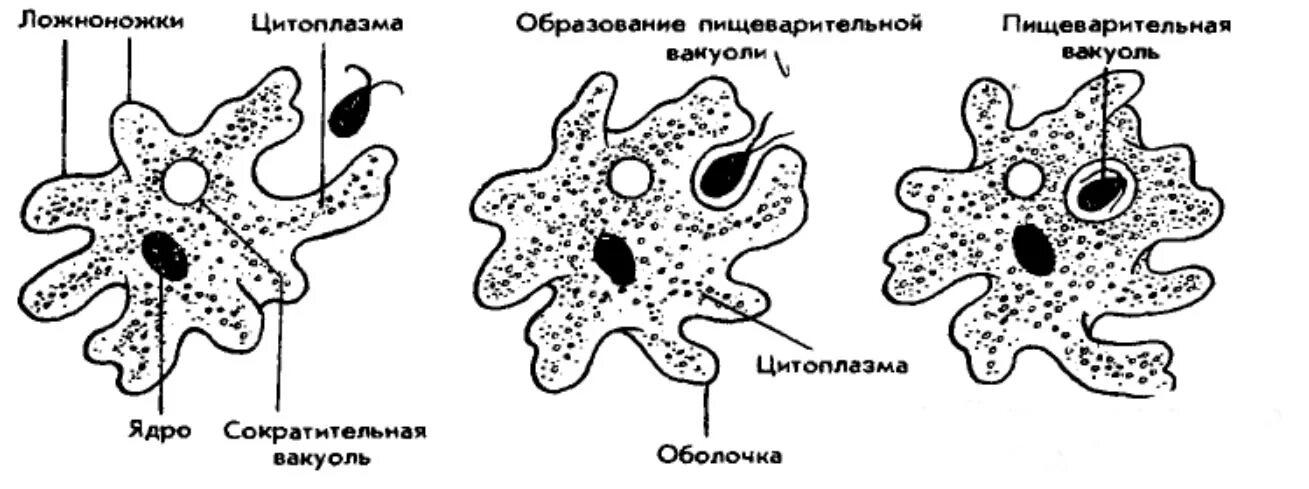 Пищеварительная вакуоль рисунок. Питание амебы. Фагоцитоз амеба. Питание амебы Протей. Амёба обыкновенная фагоцитоз.