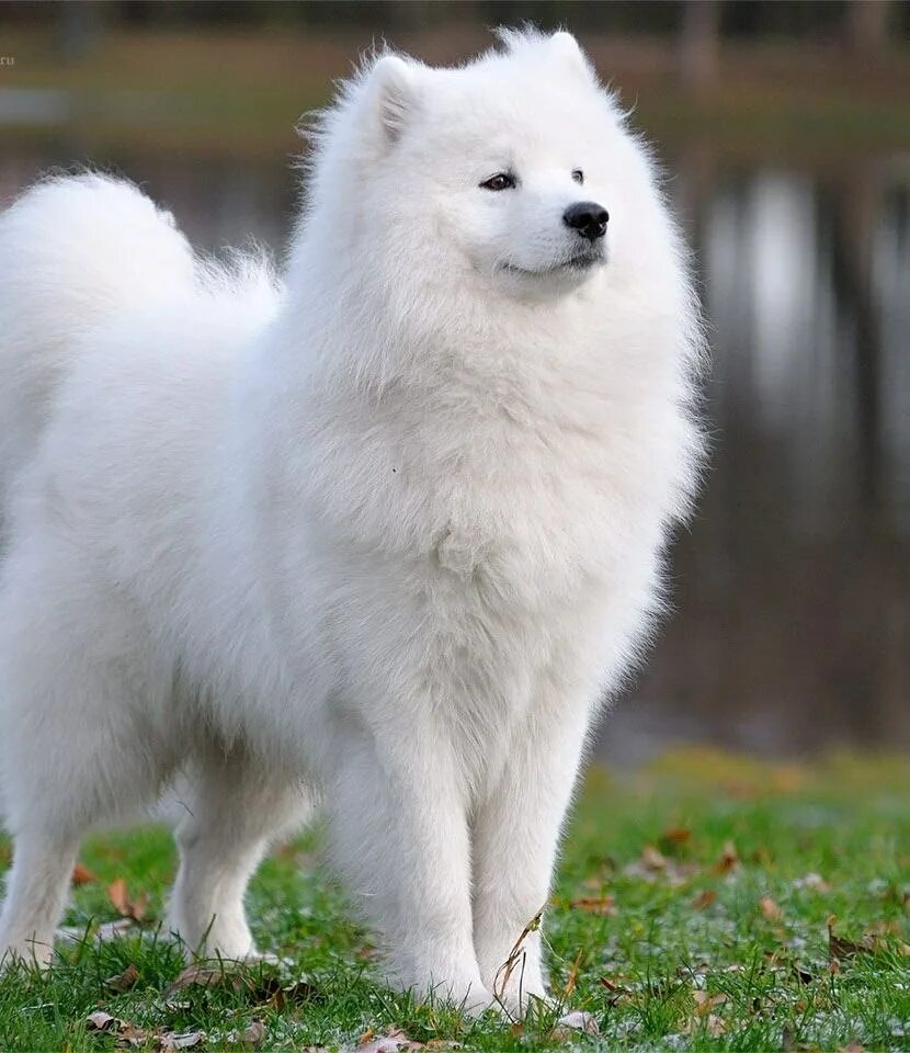 Пушистые собаки порода фото. Японский шпиц. Пушистые собаки порода фото. Порода собак самоед. Померанский шпиц породы собак.