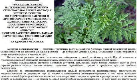 Амброзия растение описание