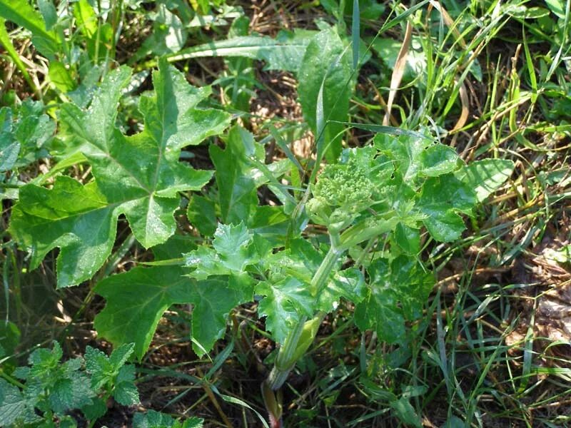 Сибирская пучка. Пултран трава. Heracleum sibiricum. Борщевик ПУЛДОРАН. Heraclēum sib.