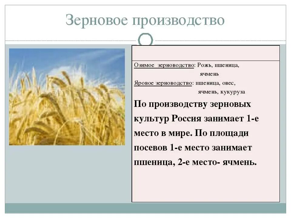 Какие зерновые культуры выращивали в россии. Зерновые культуры России. Зерновые культуры производство. Зерновые культуры производители. Зерновые культуры таблица.