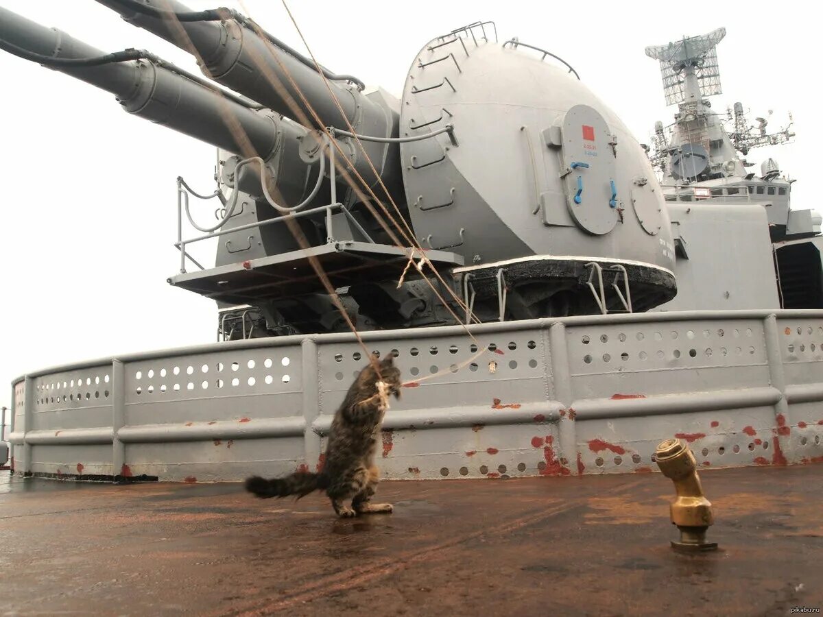 На корабле несколько кошек несколько матросов. Кот на корабле. корабельный кот.