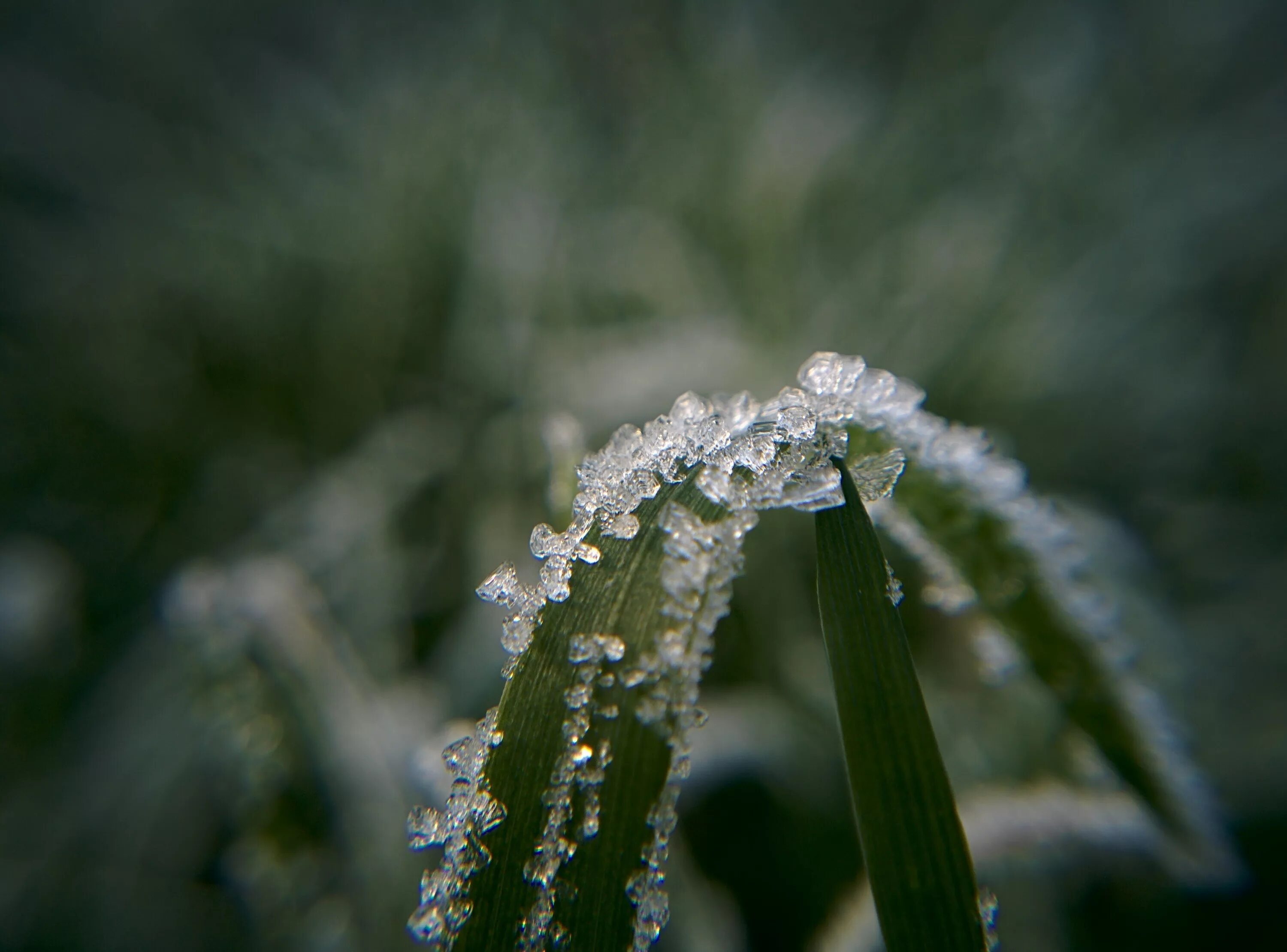 Мороз картинки. Frost rain. Frost rain. Дождь. Роса иней изморозь это.