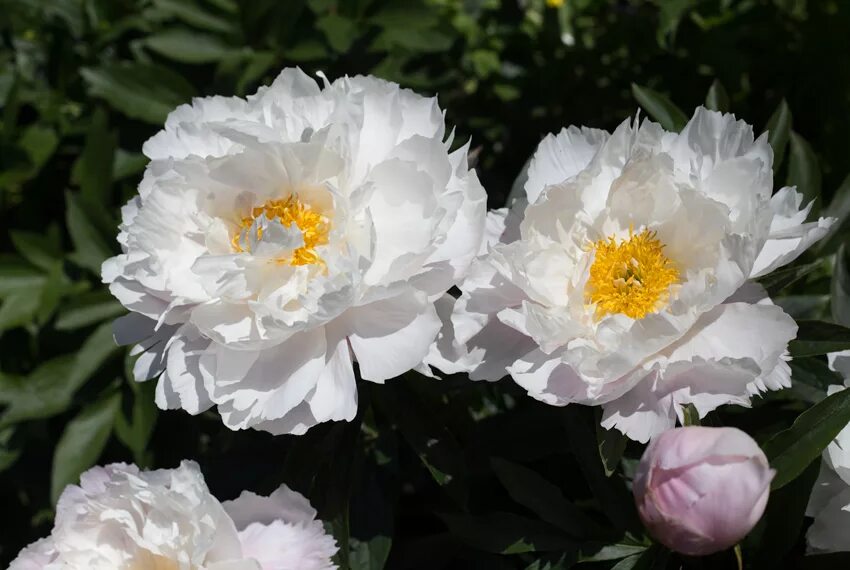 Пион грейс. Пион Уайт Грейс. Пион Уайт Вингз. Пион (Paeonia White Wings. Пион White Grace.