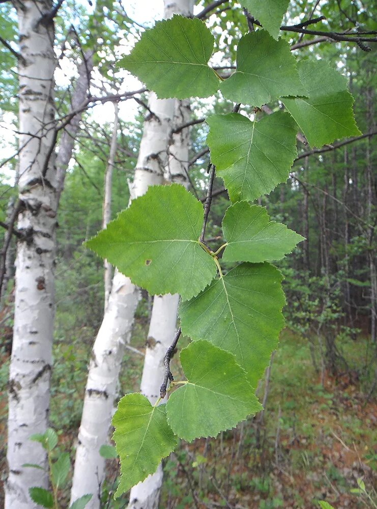 Берёза плосколистная. Береза маньчжурская Betula mandshurica. Betula platyphylla. Береза обыкновенная (Betula Alba). Осина тип дерева