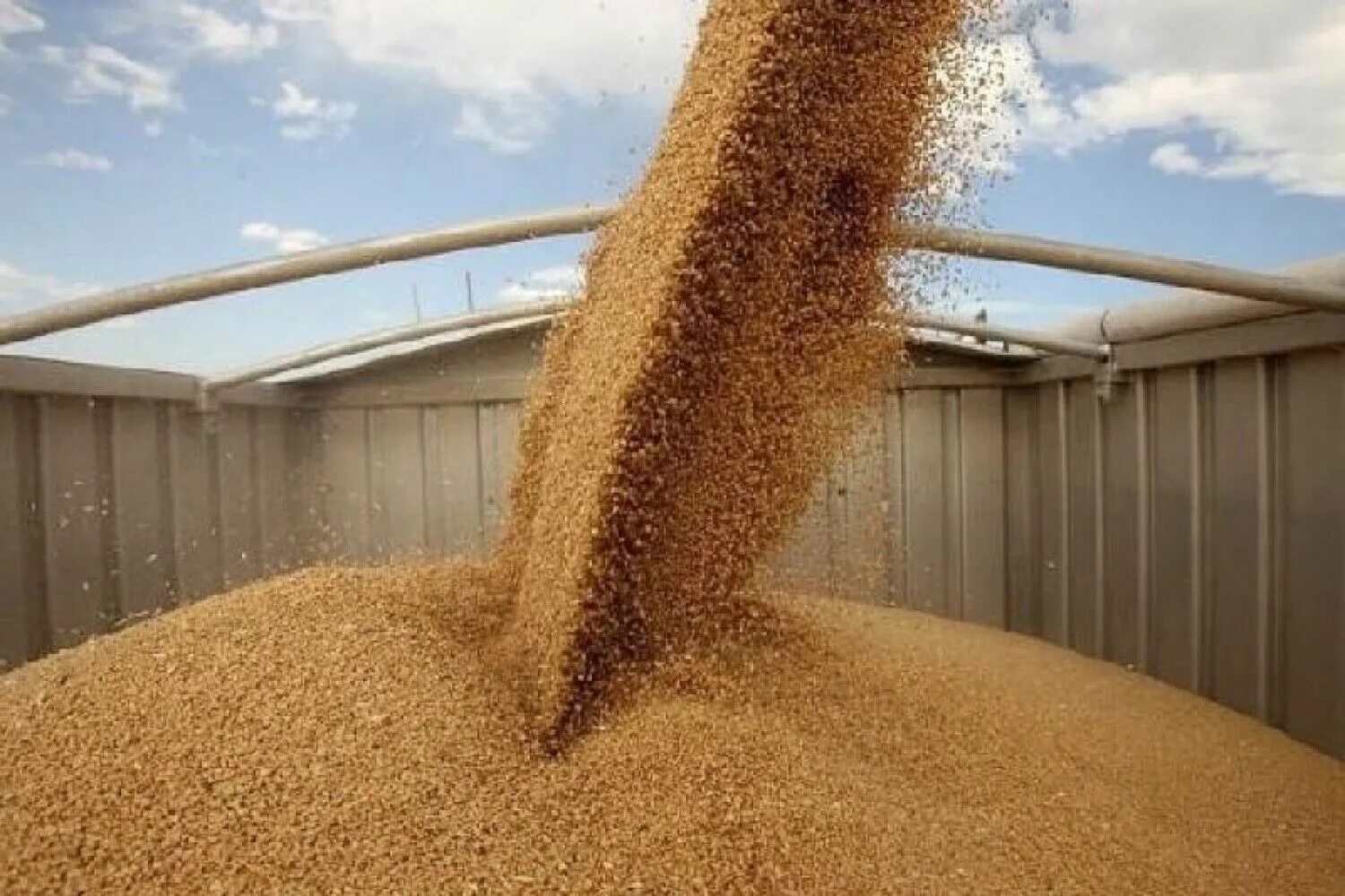 Зерно. Пшеница. Гора пшеницы. Пшеница груз.