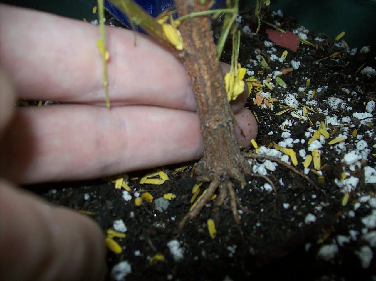 Как вырастить мимозу из веточки. Mimosa tenuiflora. Корень мимозы дмт. Mimosa tenuiflora энтеогены. Мимоза саженцы.