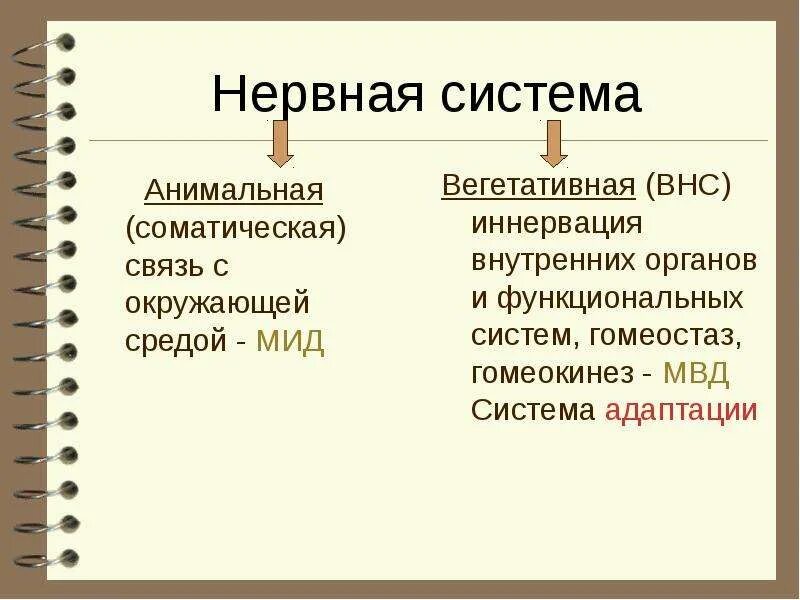 Автономный отдел нервной системы. Соматическая и вегетативная нервная система. Соматическая и вегетативная нервная система таблица. Соматическая и вегетативная нервная система. Соматическая и вегетативная нервная система.