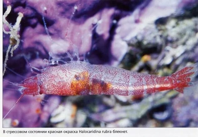Halocaridina rubra. Красная Гавайская креветка. Креветки Гавайские аквариумные. Креветки гермафродиты.