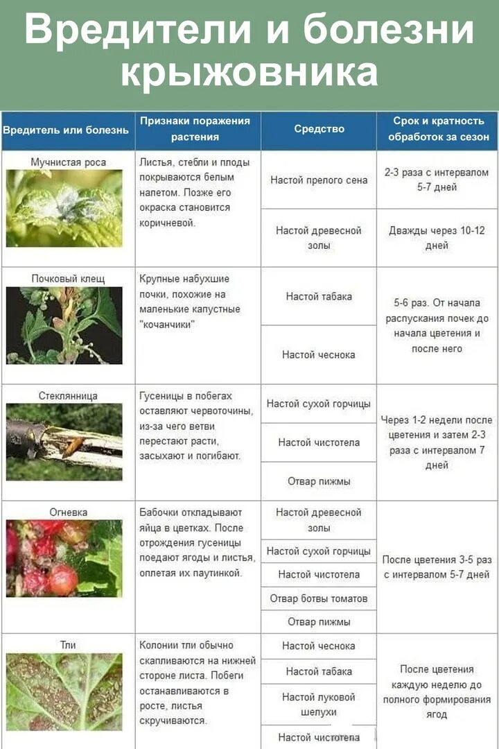 Когда можно обрабатывать смородину от вредителей. Схема обработки смородины от болезней. Обработка смородины весной от болезней и вредителей. Весенняя обработка смородины от вредителей препараты. Препарат для обработки малины от вредителей.