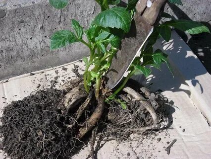 Как садить георгины клубнями в открытый