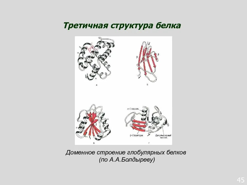 Третичная структура белка биохимия. Доменная структура белков биохимия. Доменное строение белков. Доменная структура белка.