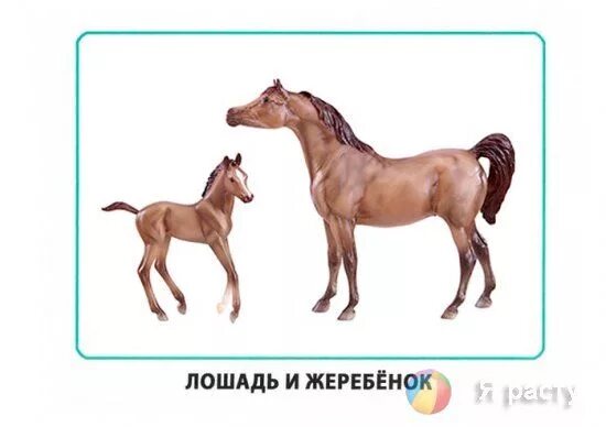 Лошадь с жеребенком развитие речи старшая группа. Карточки лошадь и жеребёнок. лошадь карточки для детей. домашние животные для детей лошадь. конь для детей карточка.