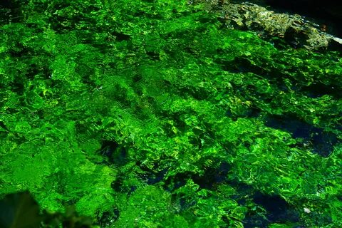 Сине зеленые водоросли в почве