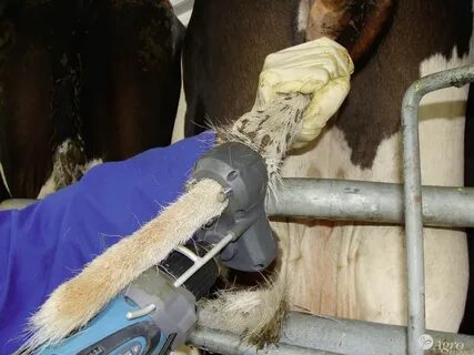 Зачем коровам крутят хвосты