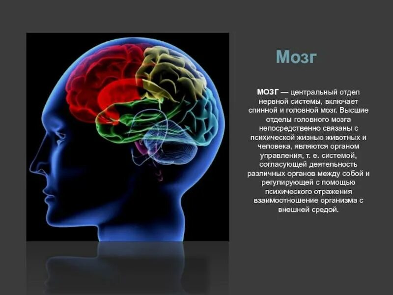 В мозгу есть область. Деятельность головного мозга. Системы головного мозга человека. Деятельности человеческого мозга.