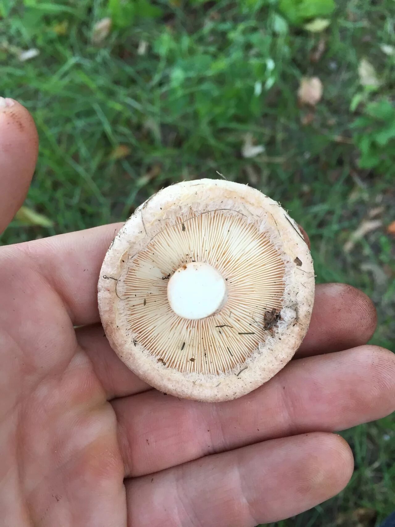 Волнушка на срезе. Волнушка розовая (lactarius torminosus schaeff) pers. Рыжик сосновый/боровой (lactarius deliciosus);. Груздь жёлтый lactarius scrobiculatus. Волнушка.
