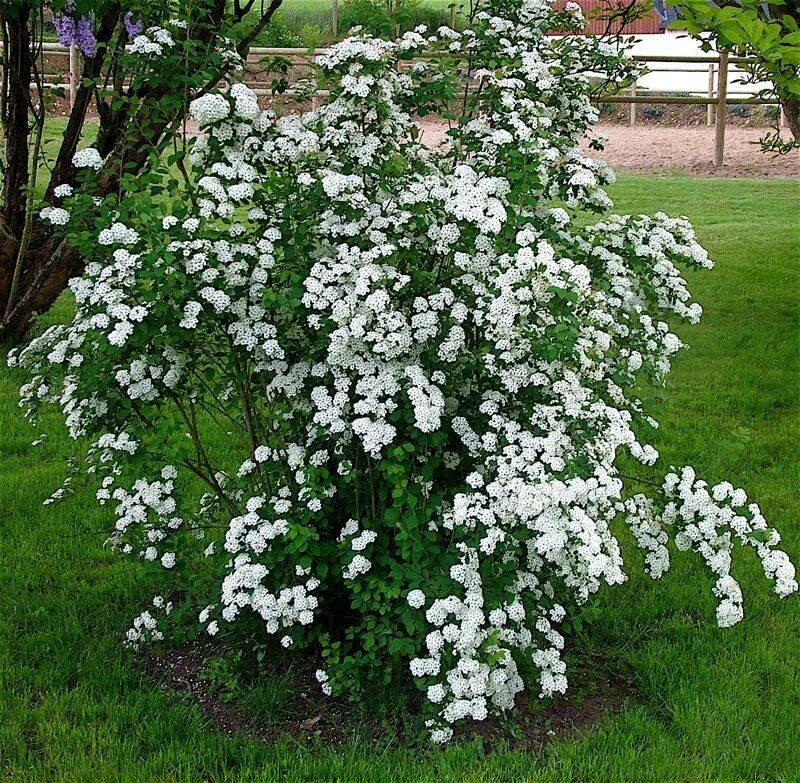 Кустарник белая невеста. Спирея Вангутта. Спирея Вангутта (Spiraea vanhouttei). Белоснежная спирея Вангутта. Спирея Вангутта невеста.