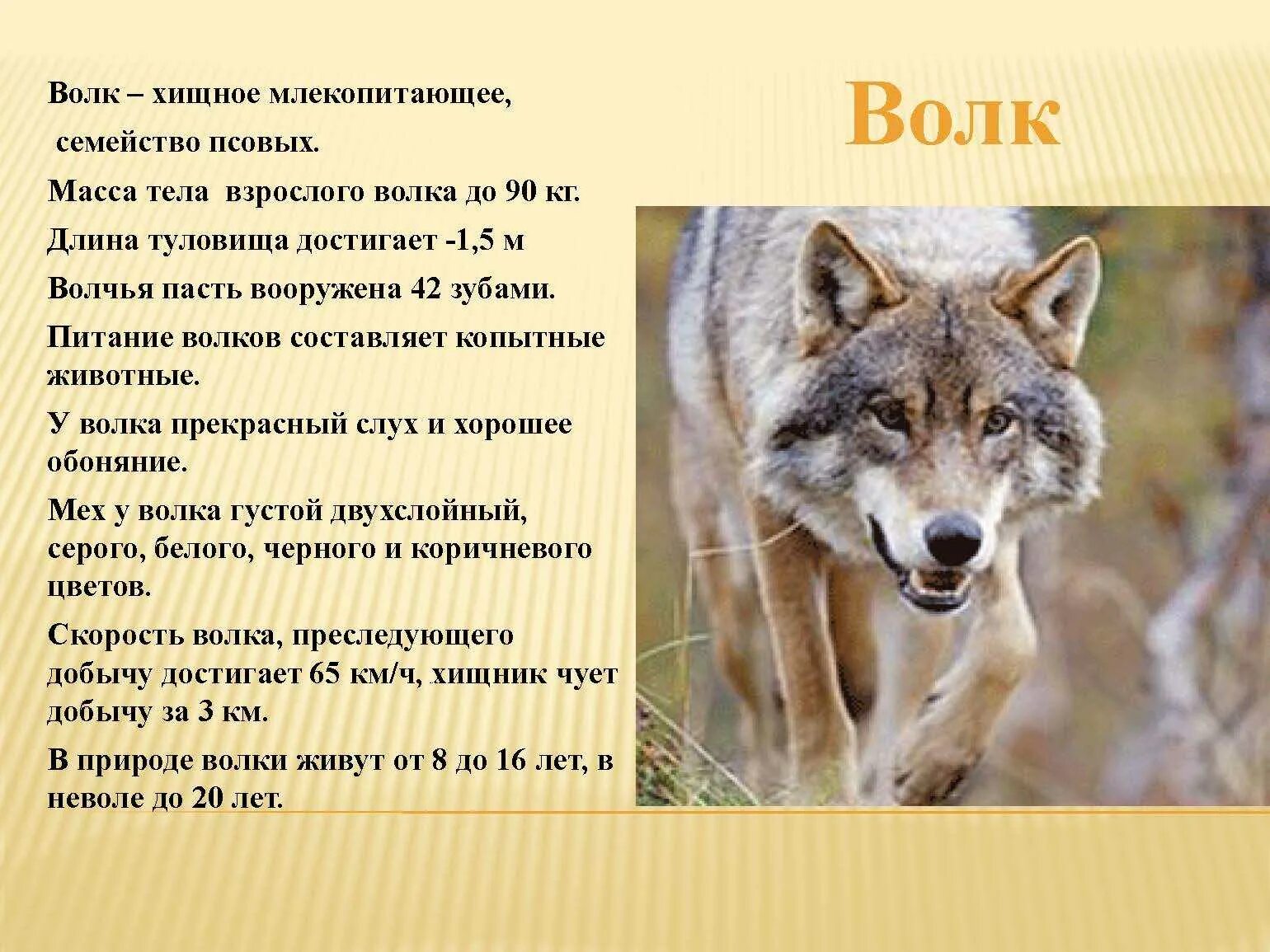 Волк условия обитания. Хищные животные волки. информация о волке. описание волков. волк описание животного.