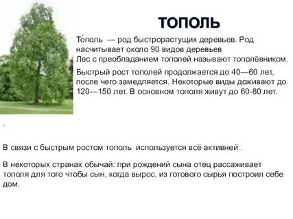 Сколько лет тополю