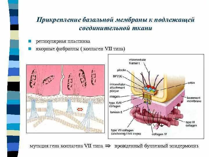 Базальная мембрана функции. Ретикулярная пластинка базальной мембраны. Строение базальной мембраны эпителия. Коллаген базальной мембраны. Светлая и плотная пластинка базальной мембраны.