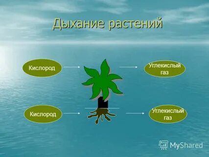 Растения дышат растут