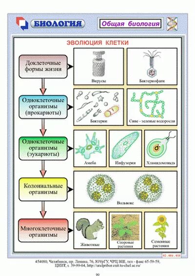 роберт гук клетка. эволюция клеток возникновение эукариот схема. формирование первых клеток. симбиотическую теорию происхождения эукариотической клетки?. инвагинационная гипотеза эукариот.