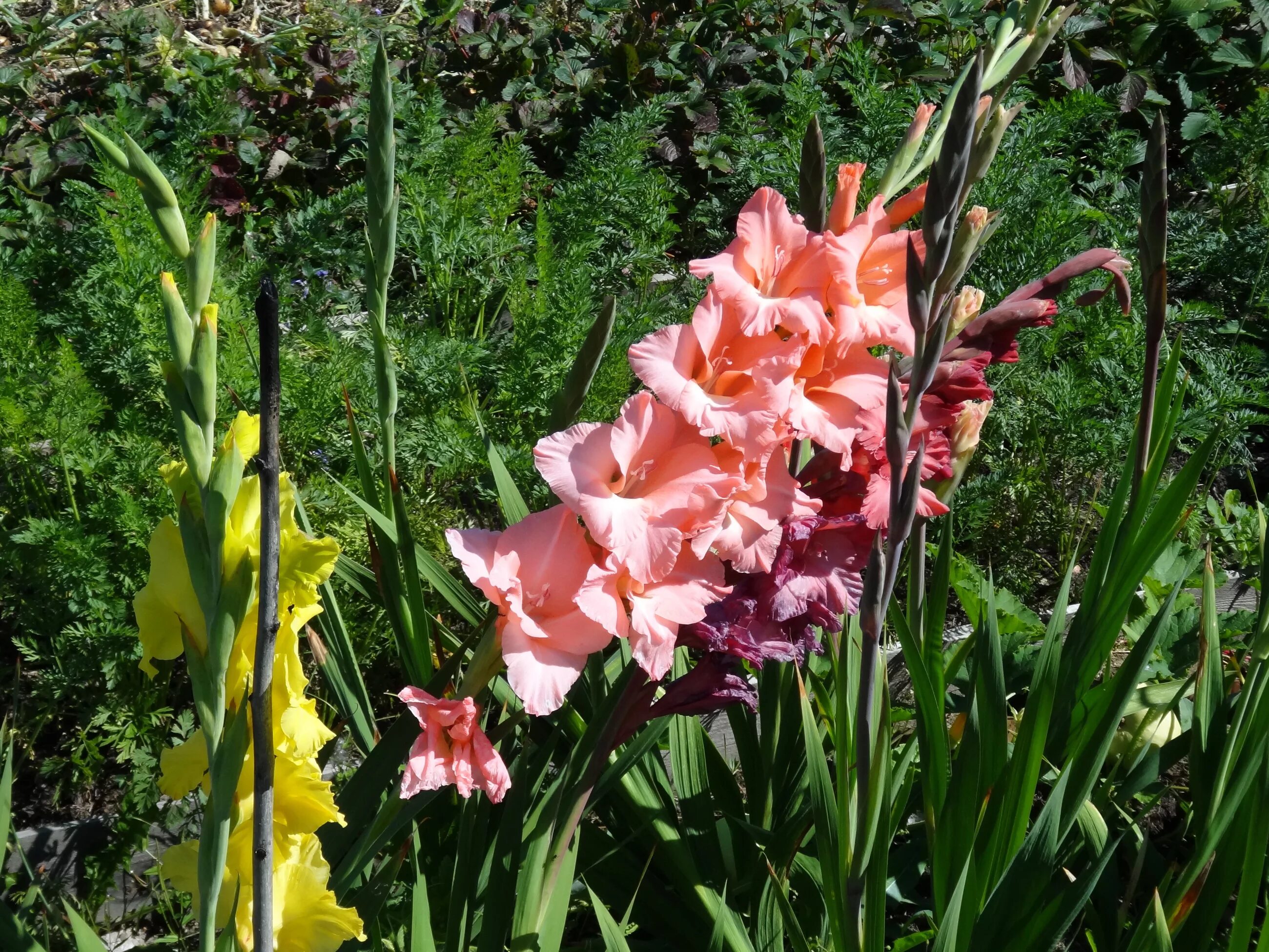 Гладиолус цветок. Гладиолус Равель. Гладиолус куст. Gladiolus Gandavensis.