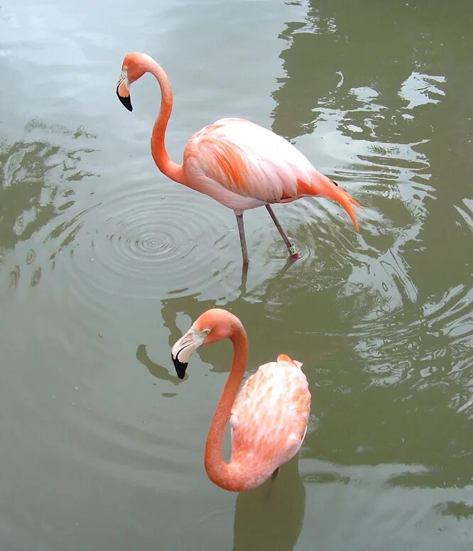 Розовый фламинго значение