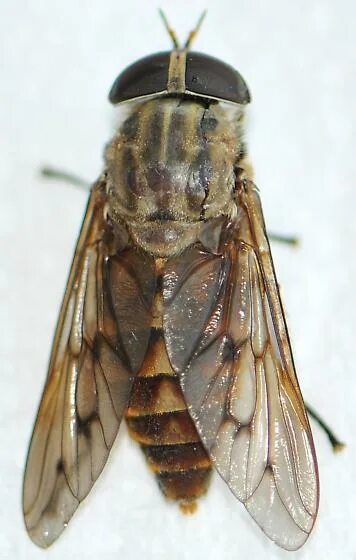 Слепни (tabanidae). Муха овод. Слепень бычий tabanus bovinus. Похожий на овода. Слепень полуденный hybomitra bimaculata.
