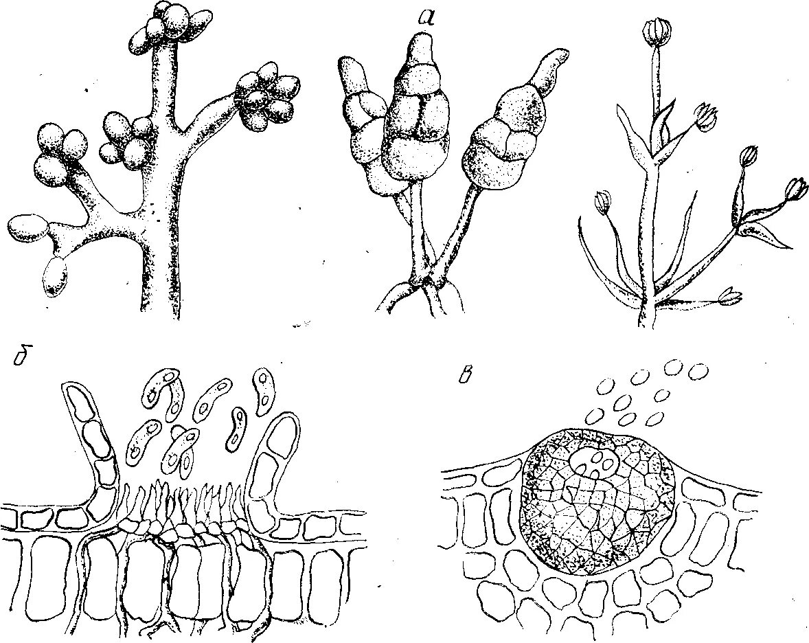 Половые споры грибов. Бесполое размножение пеницилла. Конидиальное спороношение (конидии). Бесполое размножение конидиями. Конидии и спорангии.