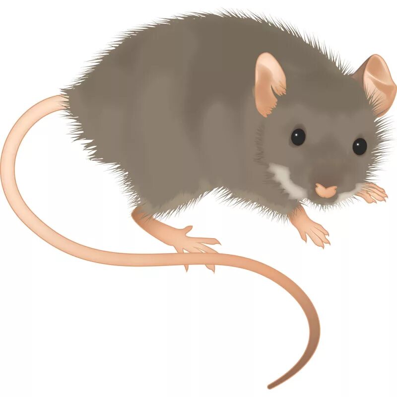 Шесть мышей. Домовая мышь голова сбоку. Серая мышка для детей. Крыса мультяшная. Мышка рисунок.