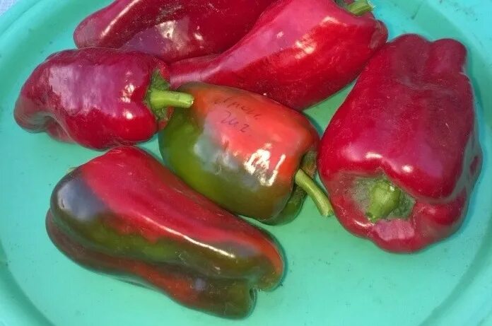 Перец японский гигант золотой. Перец японский гигант. Перец гигант желтый f1. Перец оранжевое наслаждение f1. Перец гигант желтый f1.