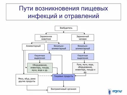Причины пищевых инфекций
