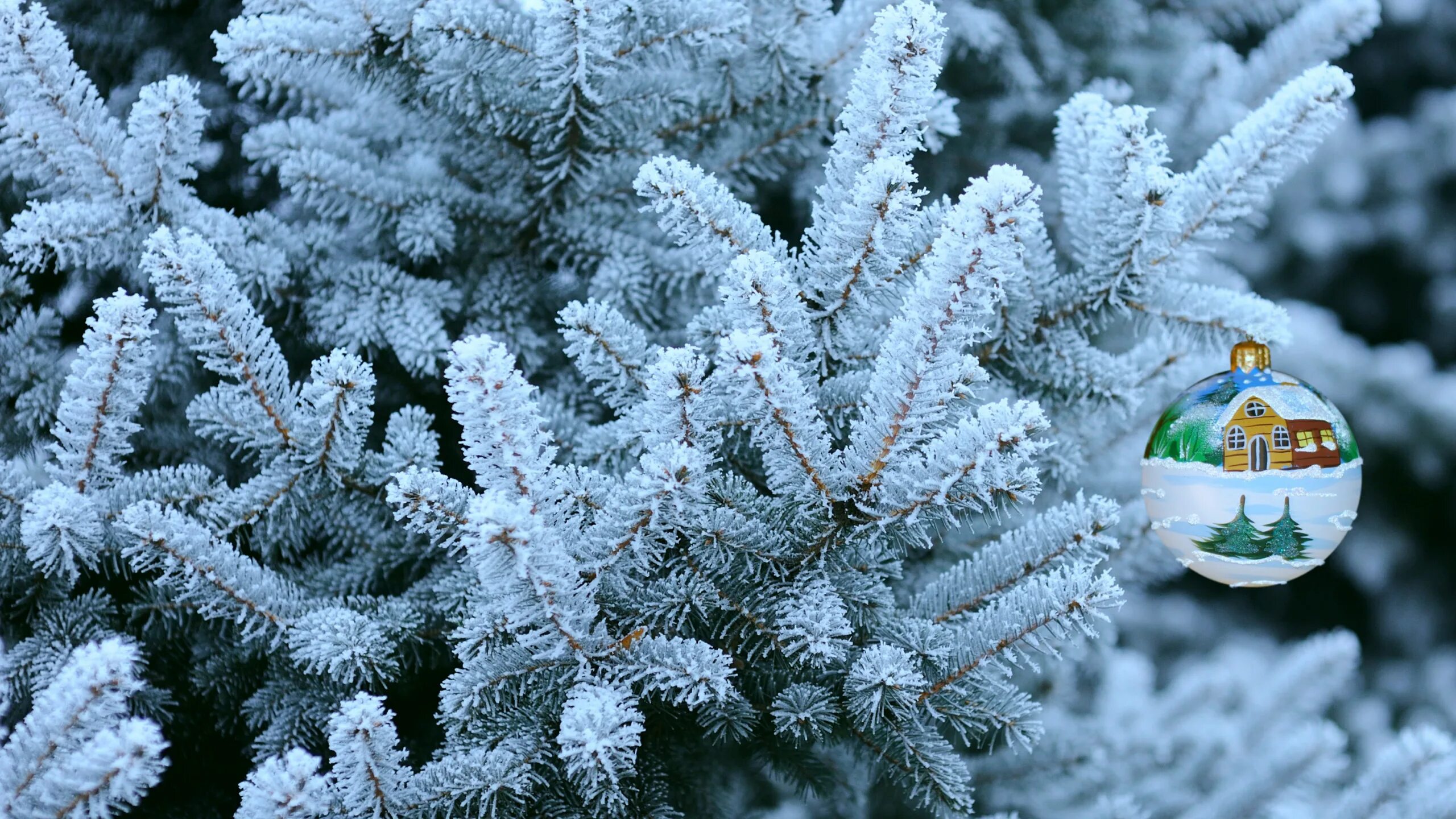 Ель в снегу. Пихта Frosty. Ель Глаука. Ель искусственная заснеженная Лесная симфония. Голубая ель иней.