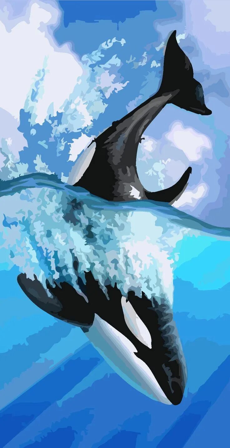 Ареал касатки. Кит и касатка и дельфин. Orca касатка. Кит-касатка. Фон касатка.