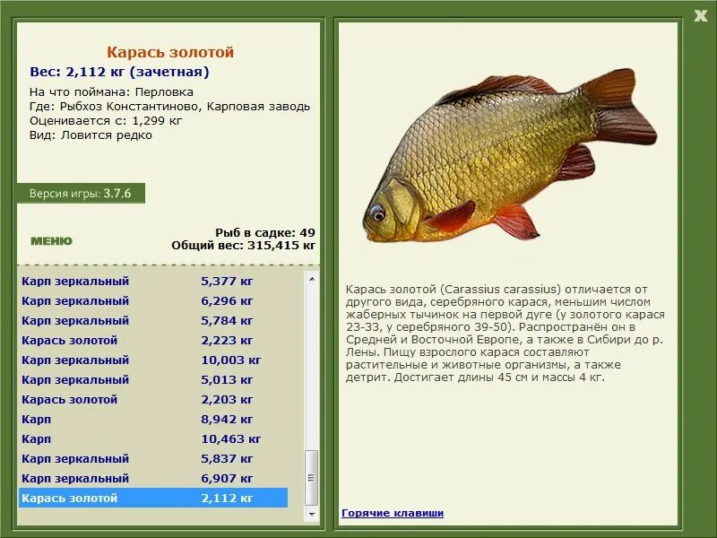 Какой вес карася. Золотой карась. Золотистый карась Размеры. Возраст и вес карася. Клязьма карась серебряный.