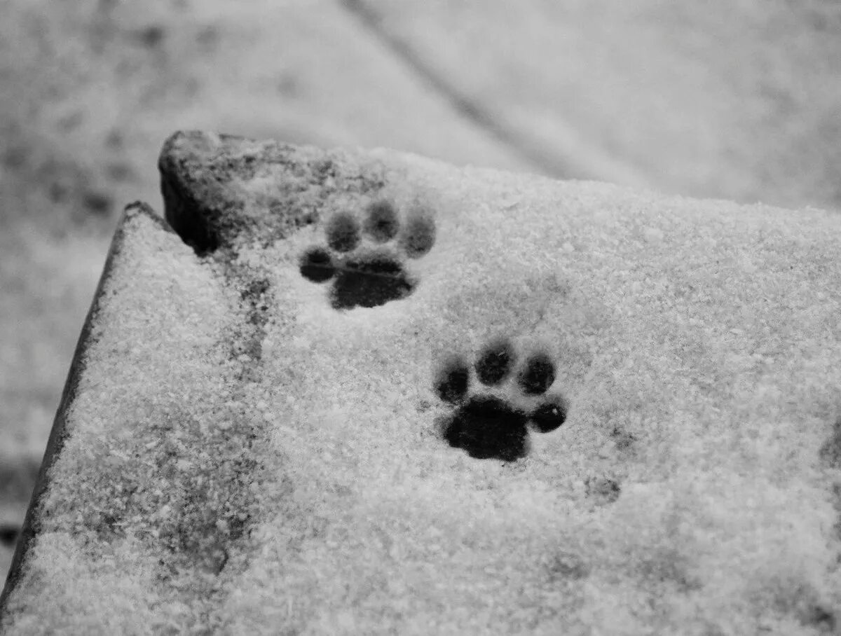 Кошачьи следы на снегу. Отпечатки кошачьих лап на снегу. Следы кошачьих лапок на снегу. Кошачьи лапки на снегу. Лапка на снегу