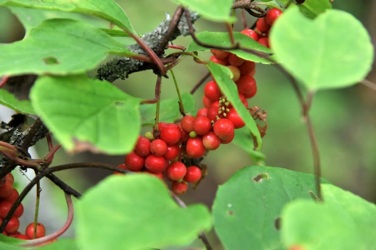 ягоды дальнего востока. ягоды приморского края. растительный мир сахалина. ежевика забайкалье. лимонник сибирский.