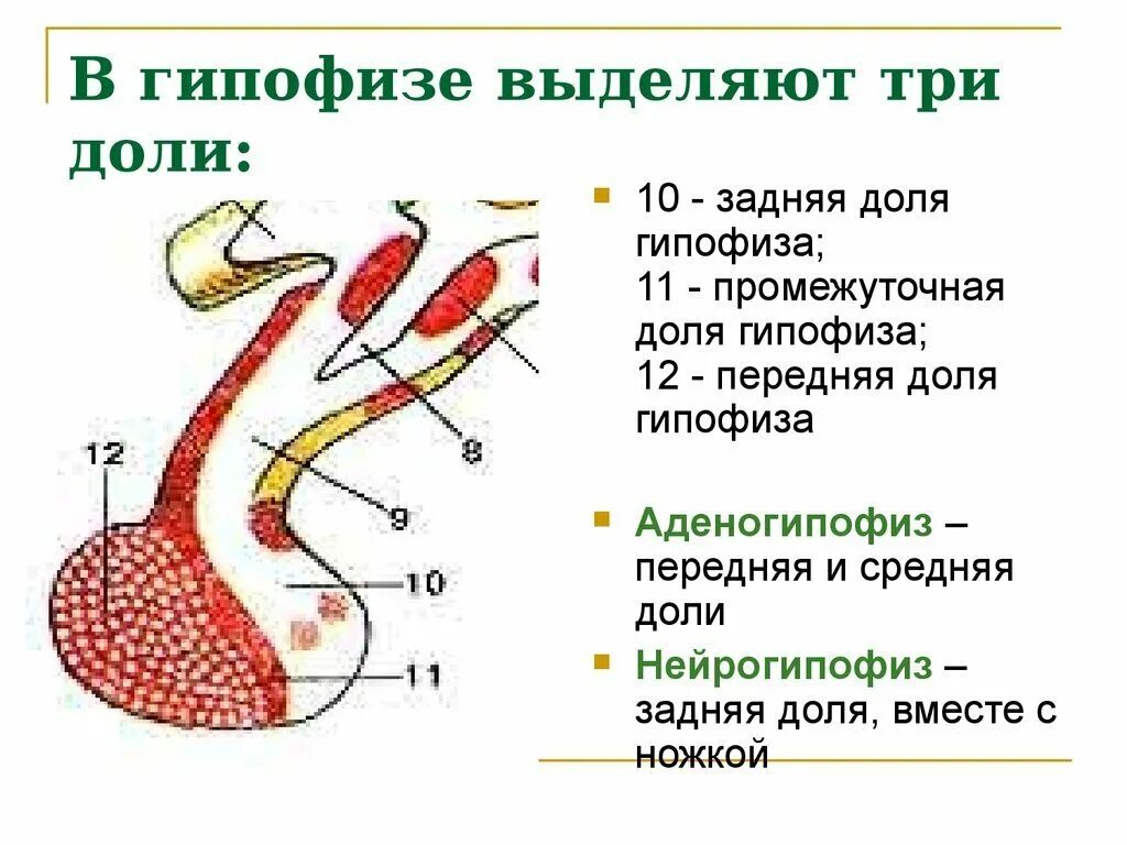 Гипофиз 3 доли. Анатомические структуры передней доли гипофиза. Гипофиз строение , гормоны передней доли гипофиза. Строение и функции задней доли гипофиза.