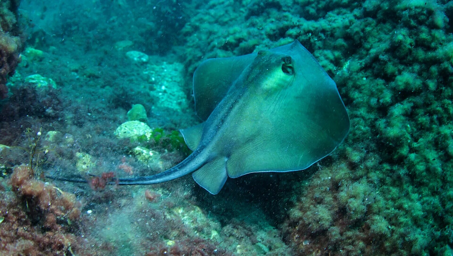 мир крыма морские обитатели. мир крыма морские обитатели. морские животные. черноморский скат хвостокол. мир крыма морские обитатели.