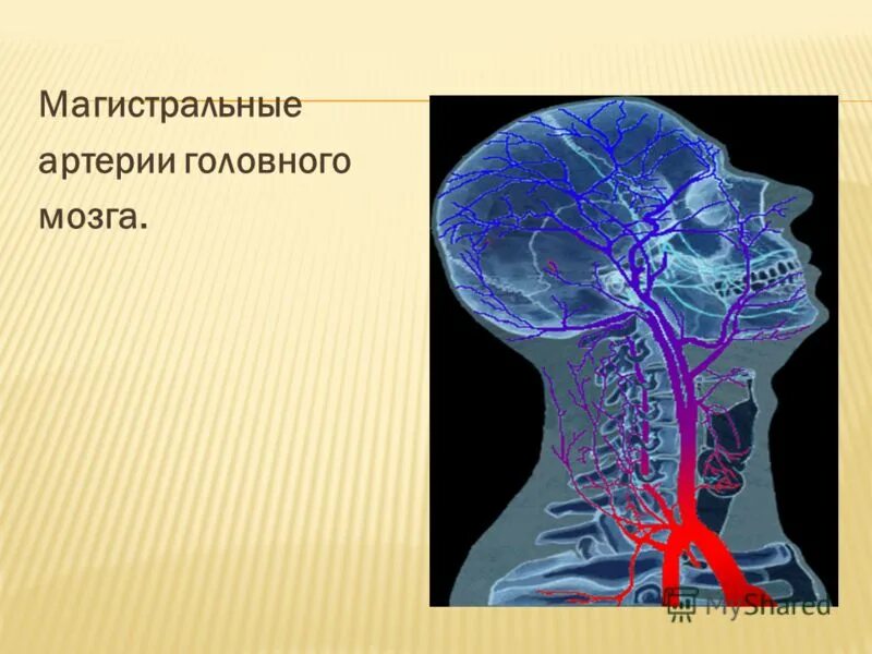 Магистральные артерии мозга. Магистральные артерии головного мозга. Магистральные артерии головы и шеи. Магистсротыне артерии. Магистральные сосуды шеи.