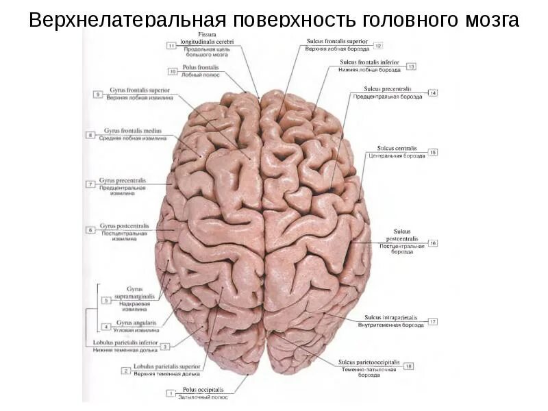 Сколько у человека извилин в головном мозге